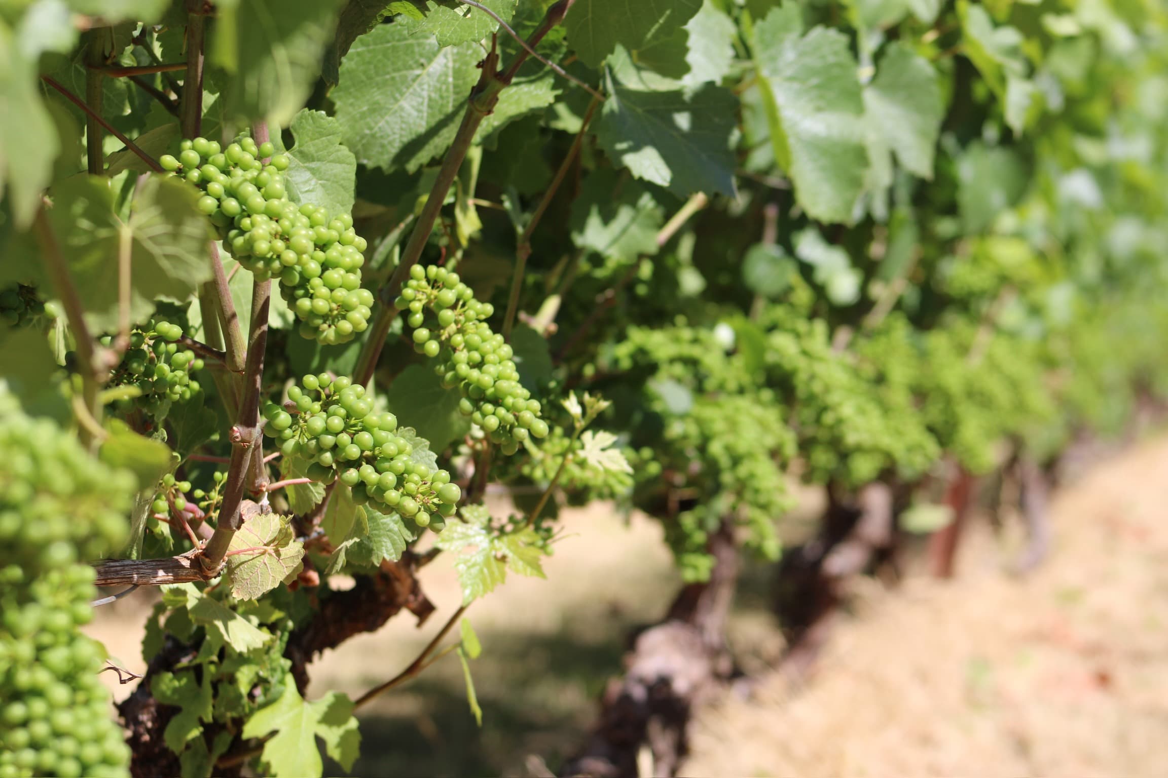 Wine Club members enjoying a tasting