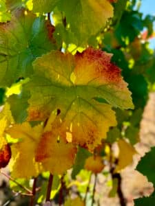 Family Craft Weekend